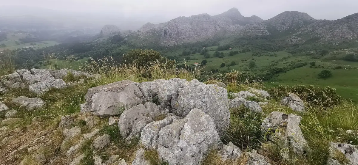 Cotillamon