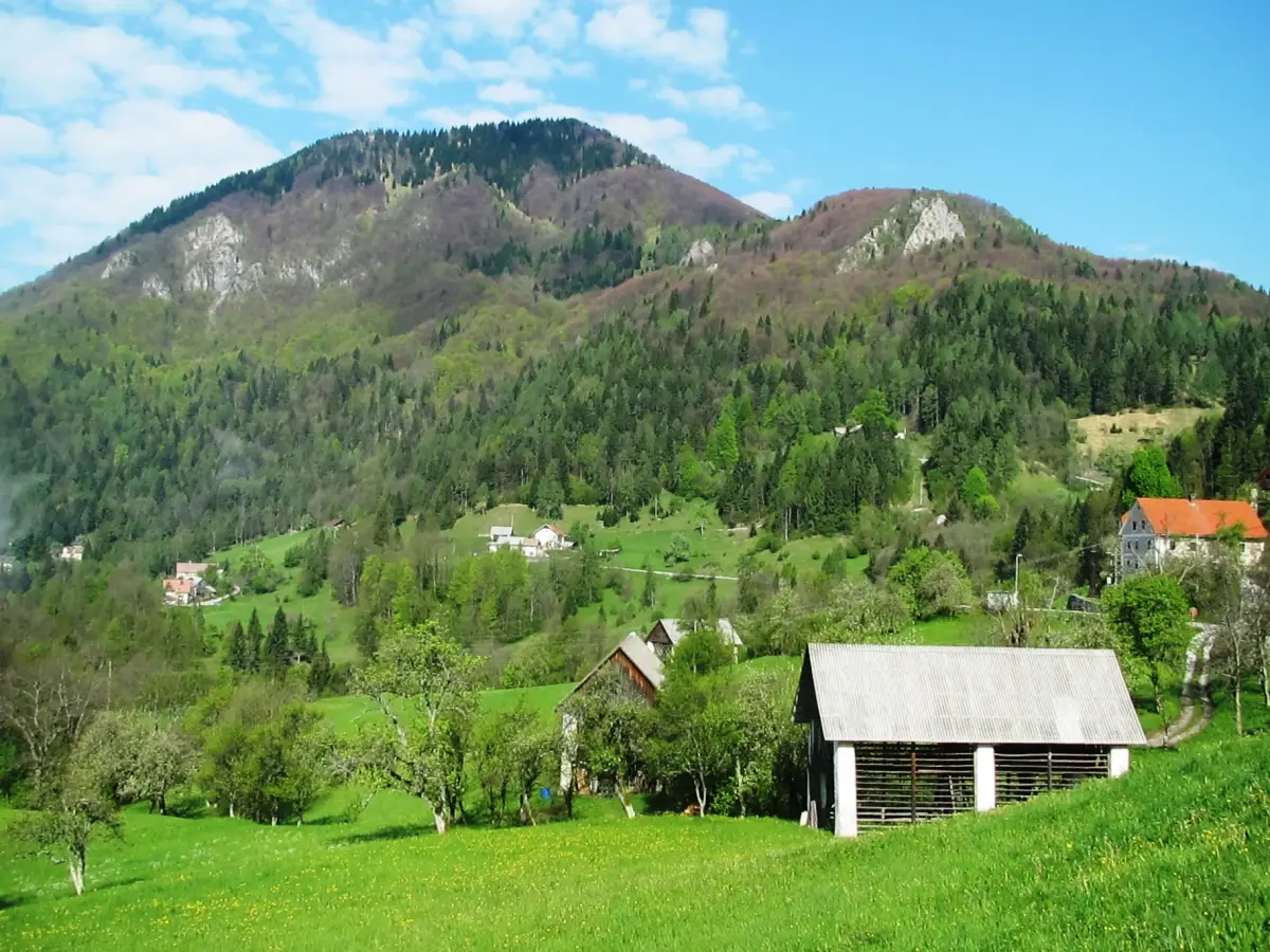 Kojca