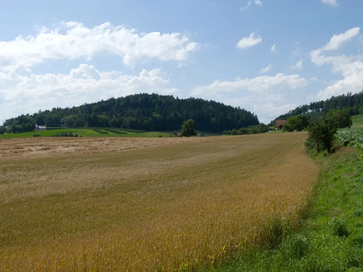 Mannenberg