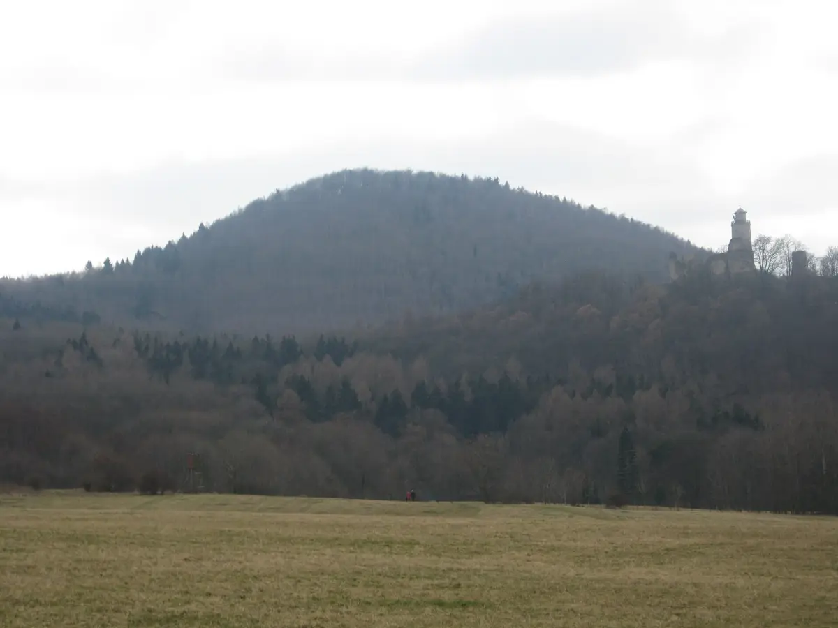 Pařez