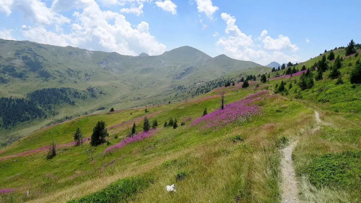 Pasji Vrh